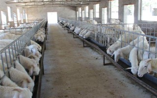 育肥羊的饲料配方，原料有玉米粉、草粉、玉米粒等