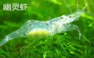 淡水虾的种类,这5种都可人工养殖