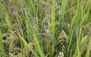 川作优619水稻品种的特性,注意防治稻瘟病