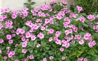 长春花的繁殖方法，可播种、扦插和组培繁殖