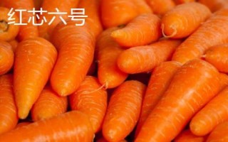胡萝卜是什么季节的蔬菜，属于秋冬季蔬菜但一年四季可吃到