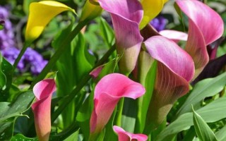 有毒不能触碰的盆栽有哪些，虎刺梅、水仙花等品种不能接触