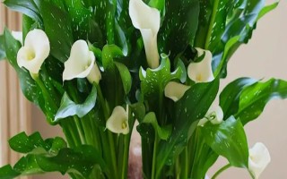 马蹄莲能否养在卧室中，可以养殖但要避免触碰或误食