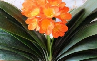 君子兰怎么养，浇水的时候要注意见干见湿