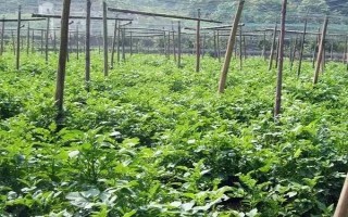 天麻的种植时间,通常为当年10月下旬至翌年4月