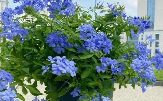 蓝雪花的花语,寓意冷淡、忧郁等