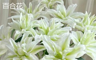 圣诞节适合送哪些花卉,玫瑰花、百合花、郁金香等品种可以考虑