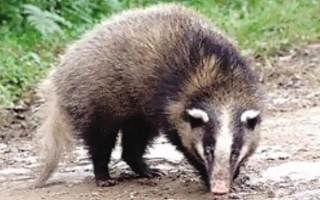 养殖猪獾要注意什么,每天只需投喂一次