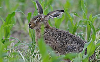 野兔多长时间换一个地方，只要没有危险便会经常在同一个地方活动
