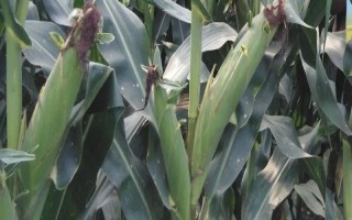 吉农玉367玉米种子简介，并注意防治