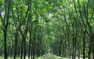 万年青能不能清除甲醛，可以吸附部分有毒物质但无法清除甲醛