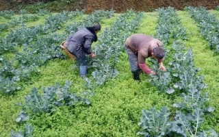 西兰花苗如何种植，在苗龄25-30天的时候即可种植