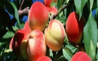 水蜜桃的成熟时间，不同品种的熟期有区别