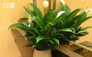 去甲醛味常用什么植物，可选择滴水观音、白掌等