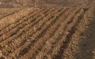 无架豆角的栽培技术，生长到30厘米左右高时要摘心