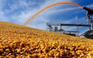 种芯玉2022玉米种子简介,春播适宜在4月上中旬播种