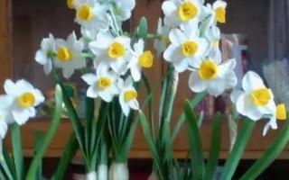 水仙花怎么催花，用暖风吹拂植株可促使它开花