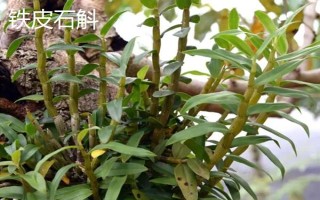 种植石斛的条件,温暖湿润、阳光充足、土质疏松的地方适合种植