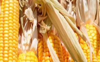 德育518玉米种子简介，适宜播期为6月15日～20日