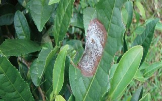 怎么防治茶轮斑病，茶园应避免捋采或强采