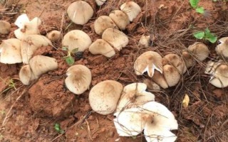 鸡纵菌一般长在什么地方，一般生长在针阔叶林中、包谷地等地方