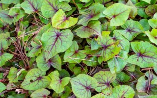 鱼腥草怎么种植，按照20厘米的间距定植根茎