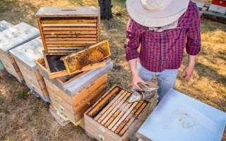 失王的中蜂群怎样处理，可介入新王并急造王台