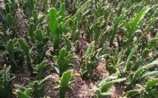 仙人掌怎么繁殖，可采用嫁接、分株、播种等方式