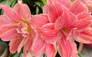 过年养哪些花喜庆，推荐报春花、蝴蝶兰等