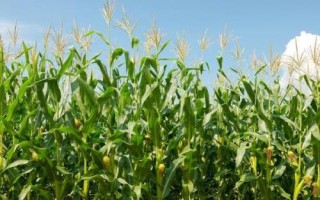 秋田311玉米种简介，适宜密度为每亩5000株左右