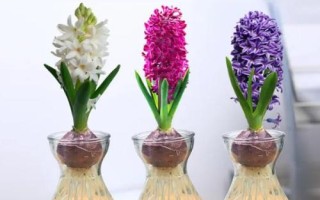 风信子的水培养殖方法,选择较大容器为佳