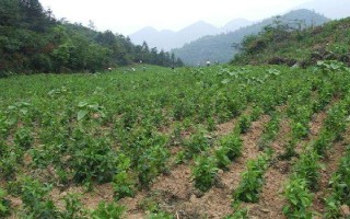 天麻的种植时间,通常为当年10月下旬至翌年4月