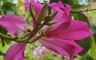 什么是紫荆花,在香港属于市花