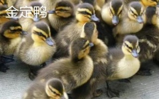 优质鸭苗品种介绍，品种众多各有特点