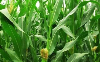 地沃1号玉米种子简介,平均生育期131天左右