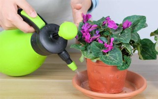 迎客来花蔫了的原因，可能是土壤不适或浇水过多等