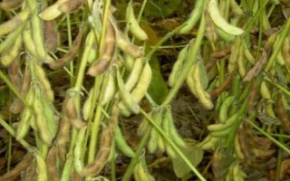 铁豆55号大豆品种的特性,密度1.0~1.3万株/亩