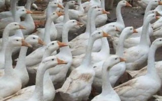 豁眼鹅的年产蛋量，粗放饲养仅为80枚左右