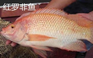 罗非鱼是什么鱼，属于杂食性淡水鱼类