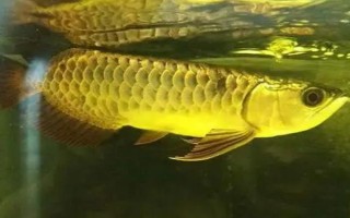 60方水能养龙鱼吗，饲养一条龙鱼是绰绰有余的