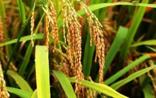 永芳优517水稻种子介绍,每亩有效穗数16.9万穗