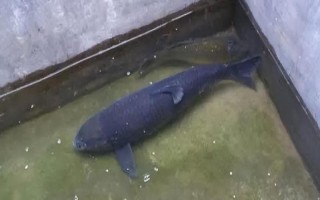 青鱼和草鱼哪个长得快，青鱼长得比较快