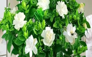 室内可以养栀子花吗，室内是可以养栀子花的