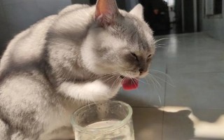 猫舔了碘伏的后果，可能出现食欲不振、精神萎靡、呕吐腹泻等症状