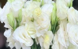 白色桔梗的花语,寓意纯洁善良、无怨无悔等