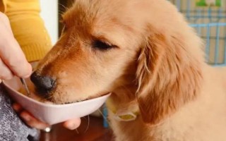 狗狗为什么流鼻涕带血，一般是鼻炎或鼻窦炎、上火、白血病等疾病引起