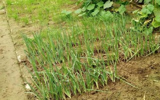 小香葱苗的移栽方法,剪除烂根和枯根后再斜放栽植