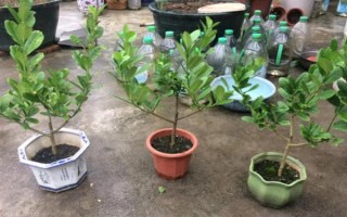 香水柠檬苗的价格，一棵需要3.6-5.9元左右