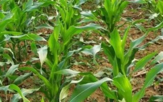 东单806玉米种子特征特性,中抗茎腐病