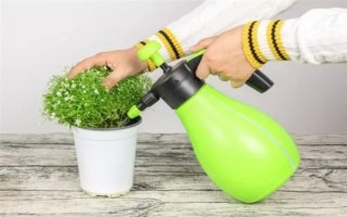 满天星用什么土种植，选择微酸性砂壤土为佳